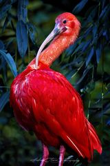 Scharlachsichler (Eudocimus ruber)