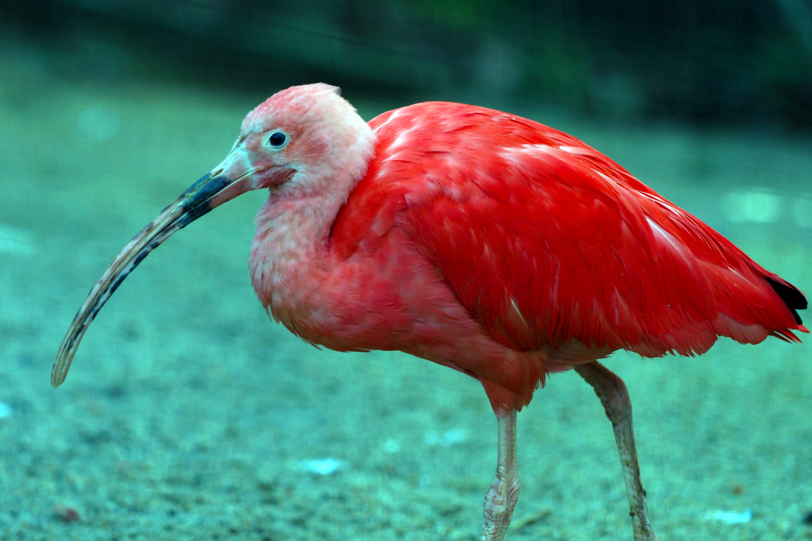 Scharlachsichler (Eudocimus ruber) Roter Ibis