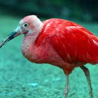 Scharlachsichler (Eudocimus ruber) Roter Ibis