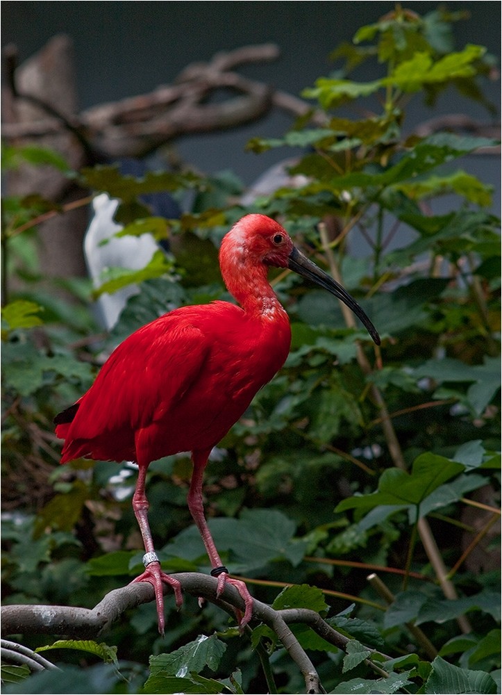 Scharlachsichler im Frankfurter Zoo