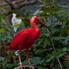 Scharlachsichler im Frankfurter Zoo