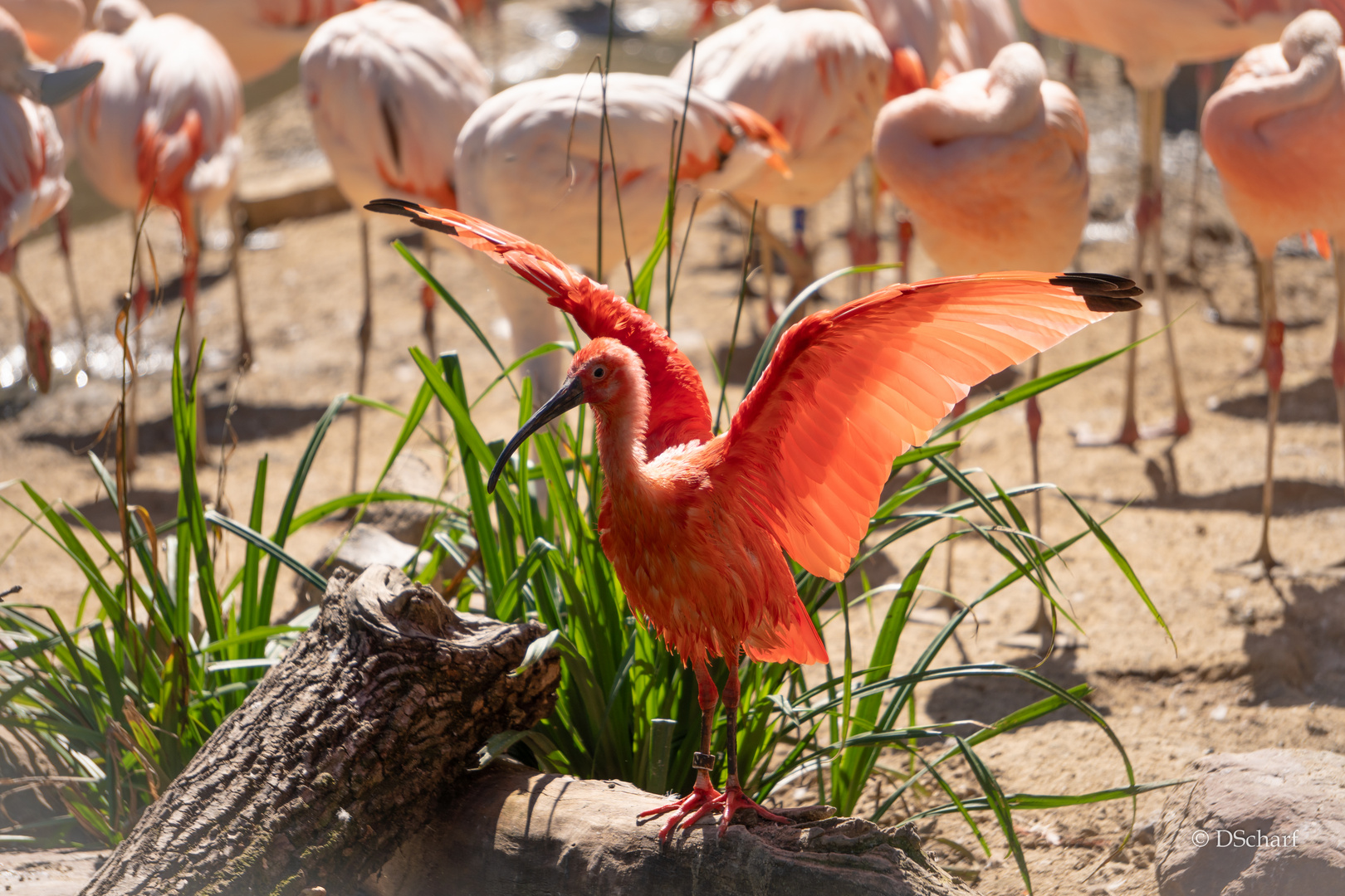 Scharlachsichler im Leipziger Zoo