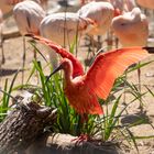 Scharlachsichler im Leipziger Zoo