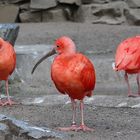 Scharlachsichler im Zoo Duisburg