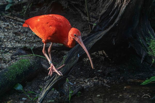 Scharlachsichler / Scarlet ibis (1325)