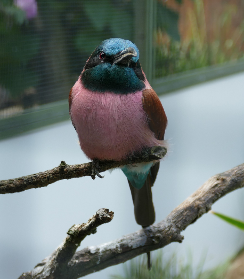 Scharlachspint imKölner Zoo