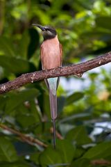 Scharlachspint - Merops nubicoides