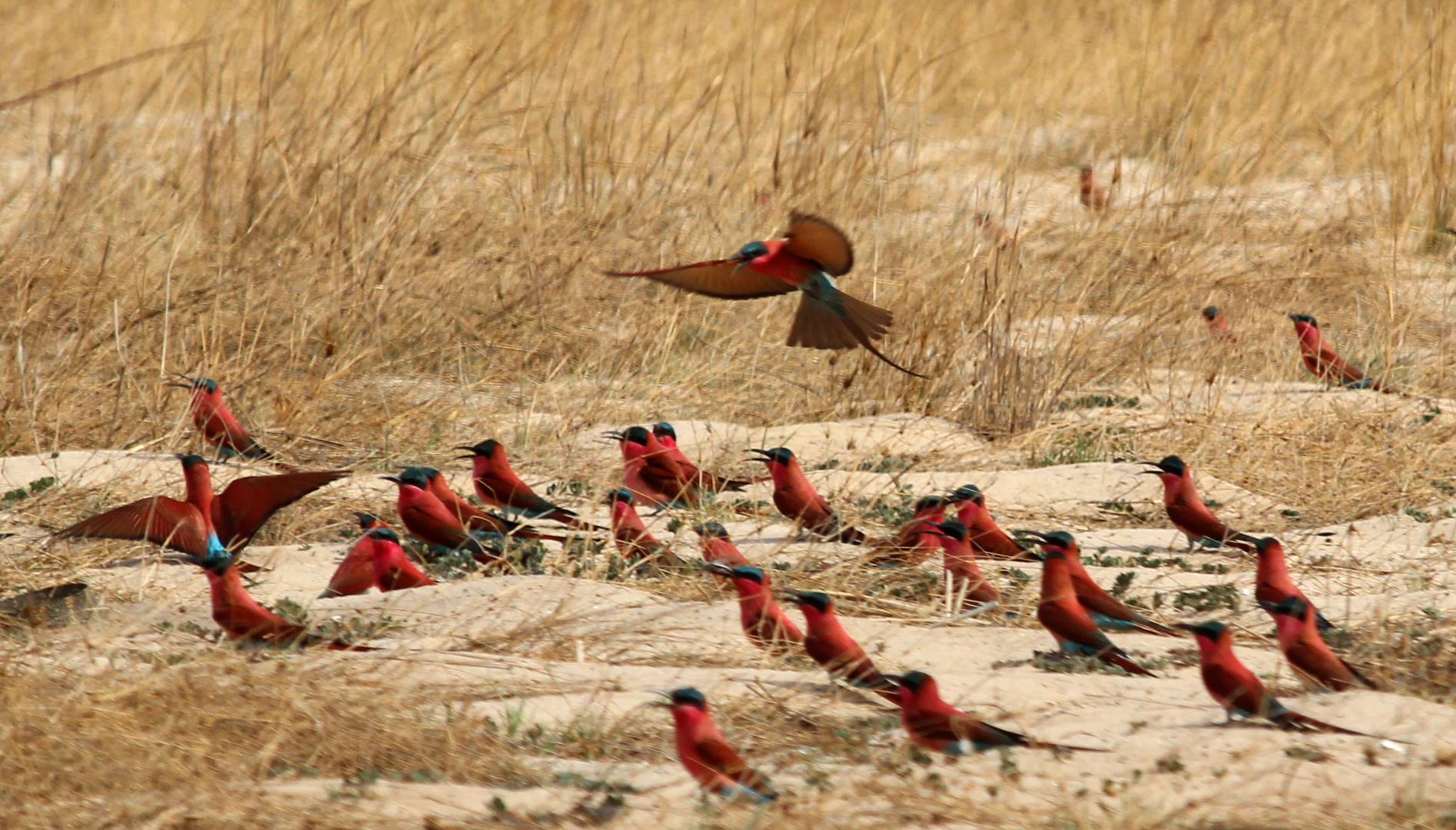 Scharlachspint (merops nubicoides)