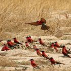 Scharlachspint (merops nubicoides)