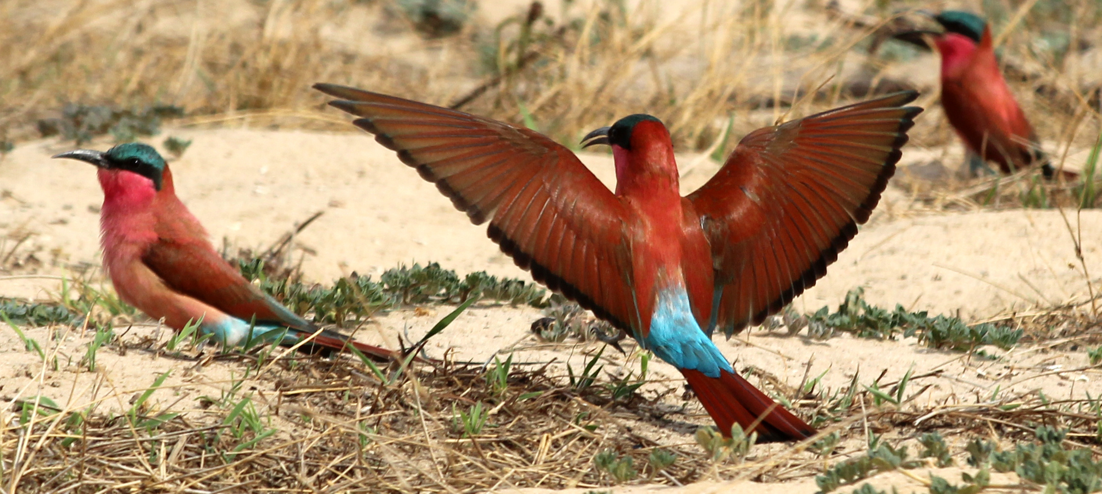 Scharlachspint (merops nubicoides) Nr 2