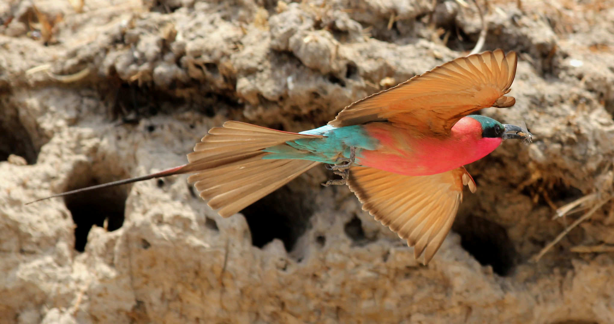 Scharlachspint (merops nubicoides) Nr 3