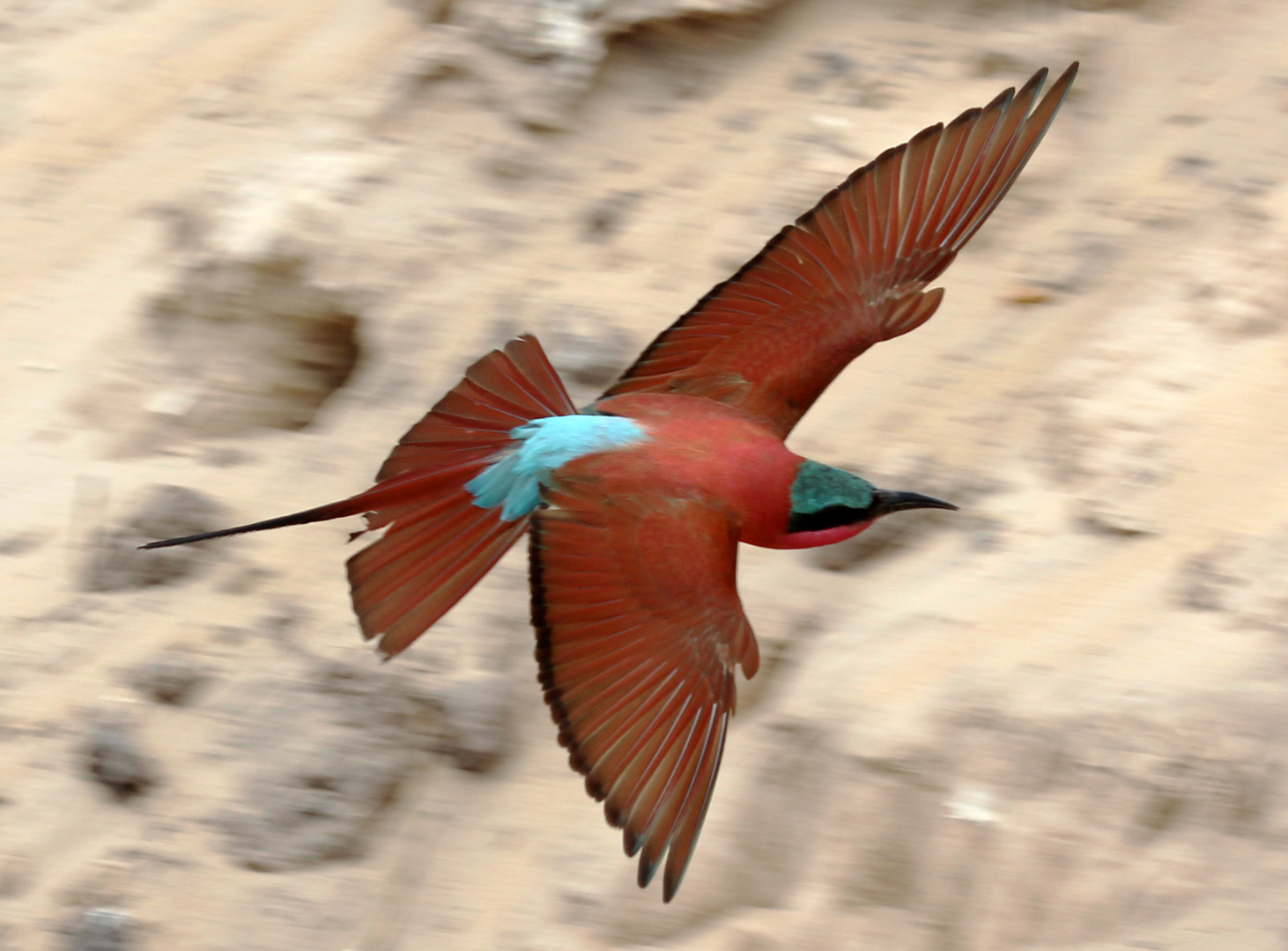 Scharlachspint (merops nubicoides) Nr 5