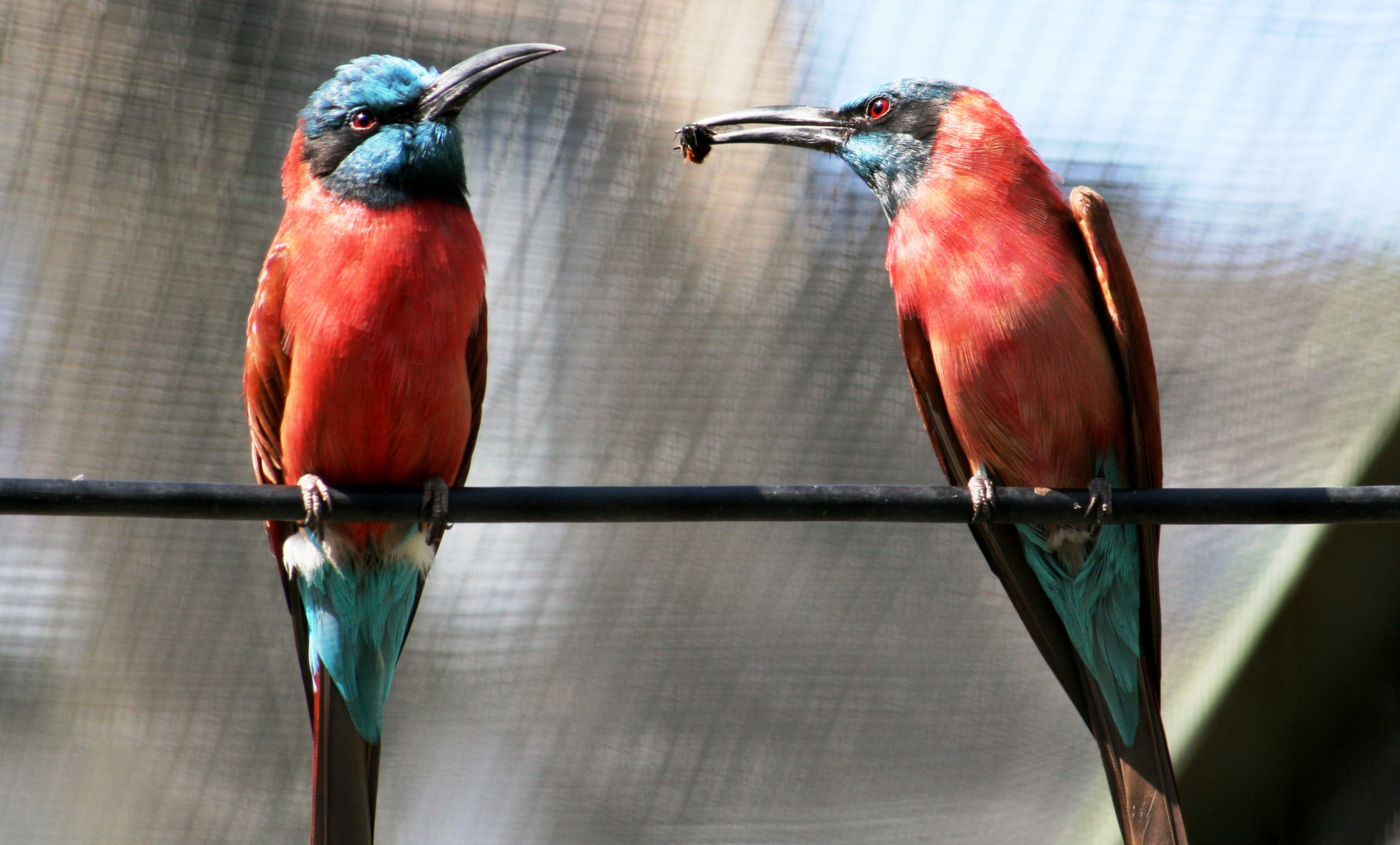 Scharlachspinte im Kölner Zoo