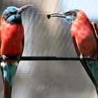 Scharlachspinte im Kölner Zoo