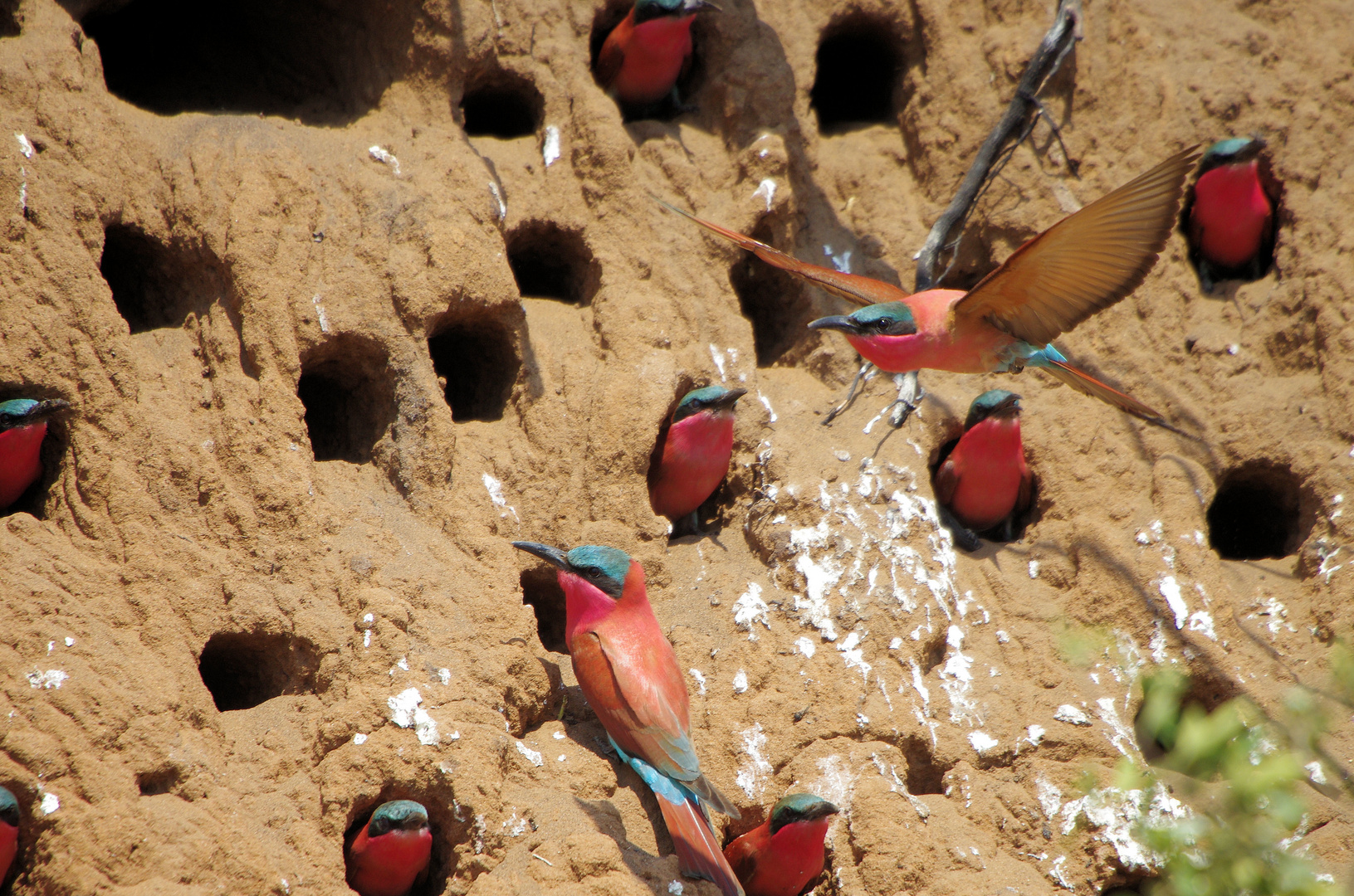 Scharlachspintkolonie Kasane/Botswana