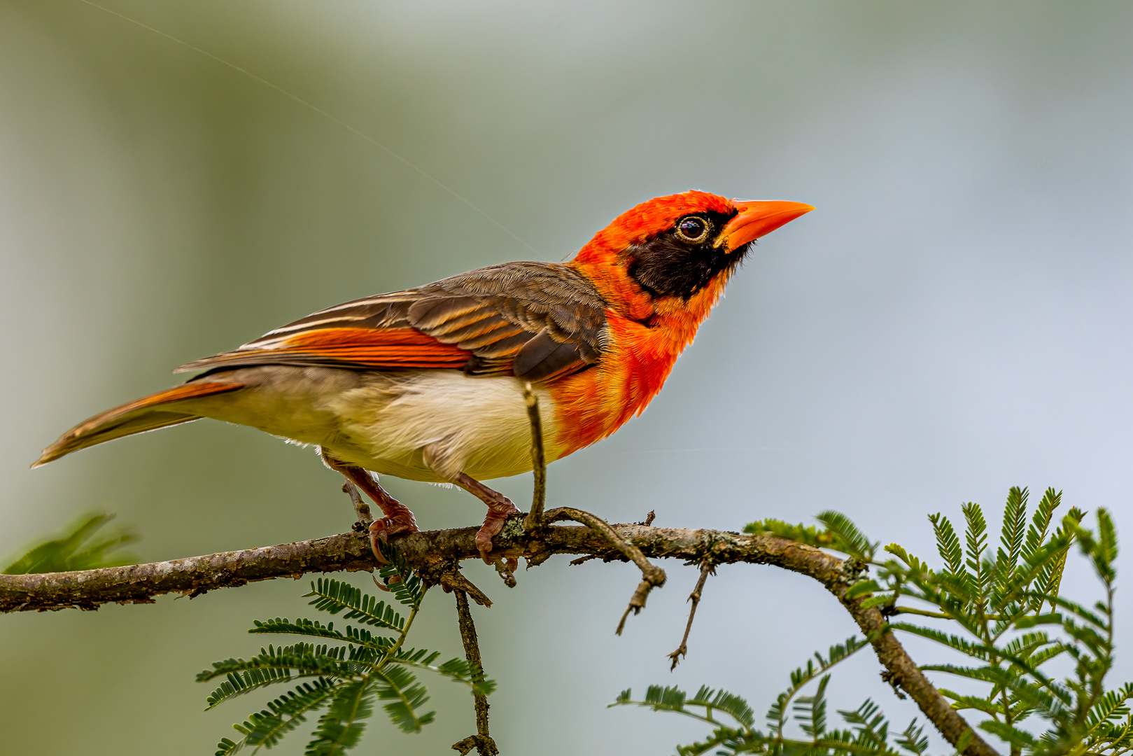 Scharlachweber - Northern Red-headed Weaver