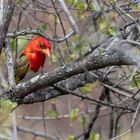 Scharlachweber - Red-headed Weaver (Anaplectes rubiceps)