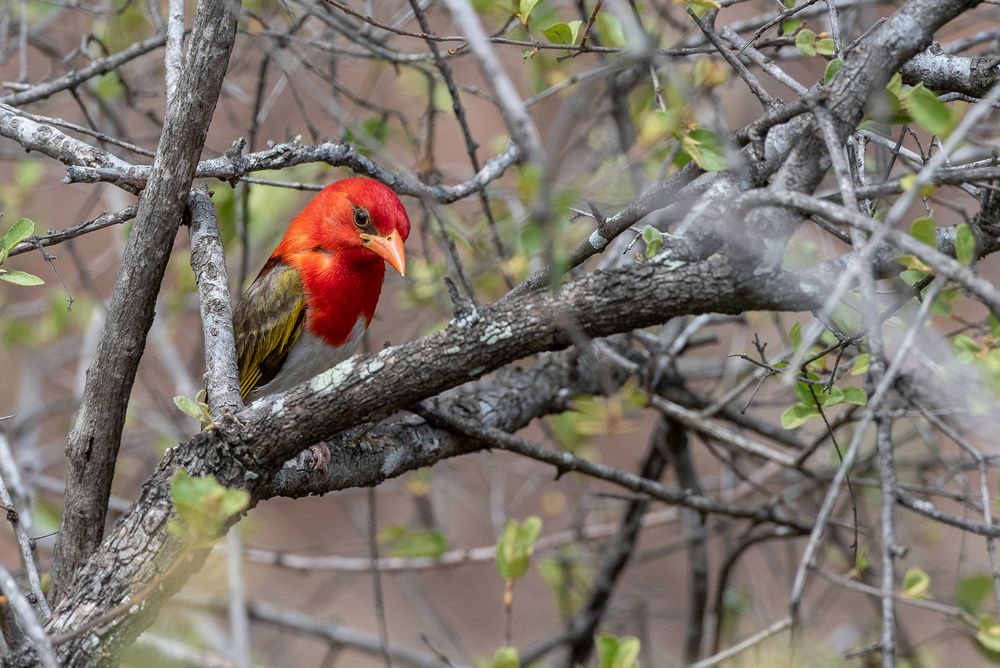 Scharlachweber - Red-headed Weaver (Anaplectes rubiceps)