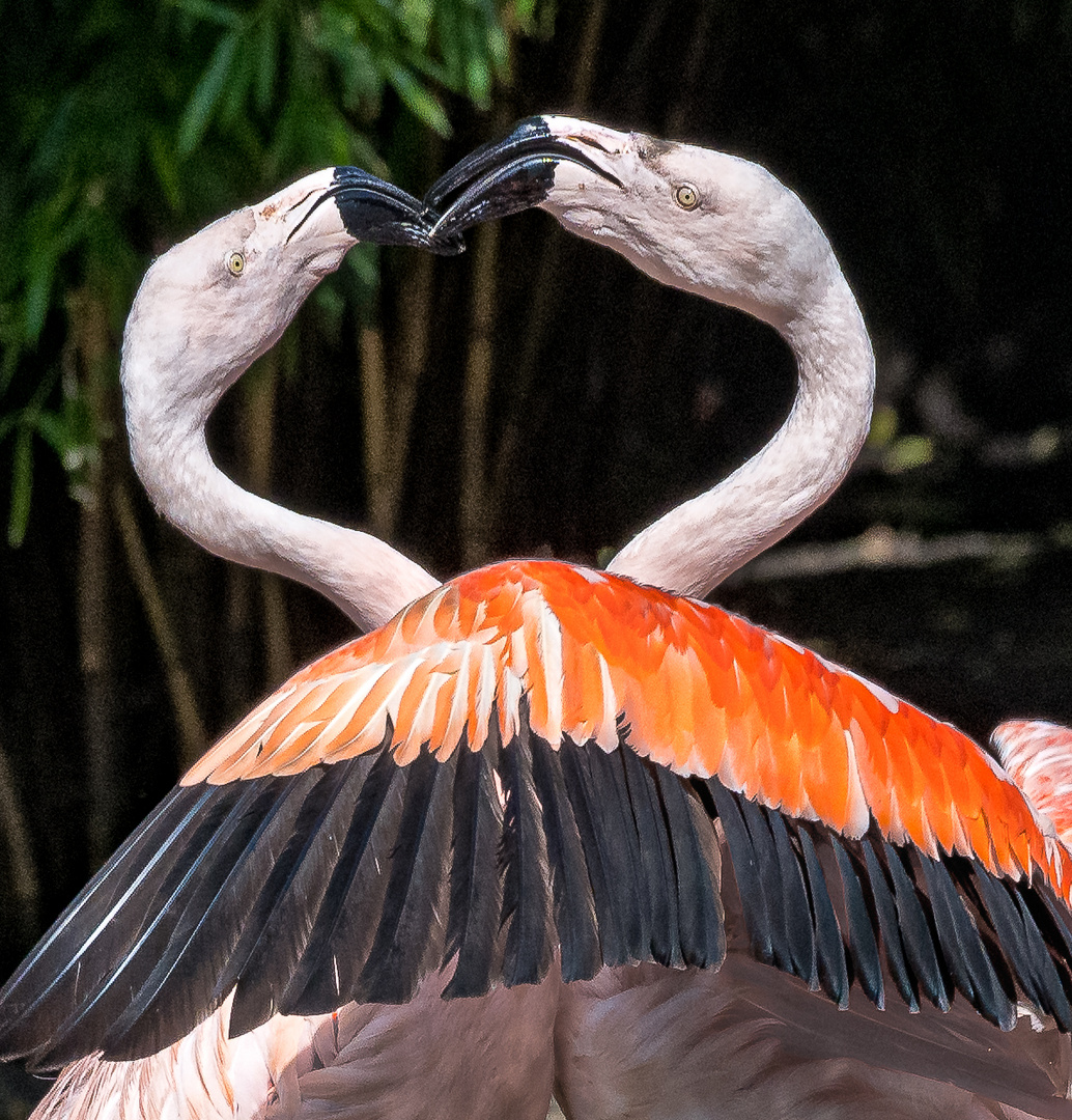 Scharmützel im Flamingogehege