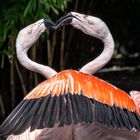Scharmützel im Flamingogehege