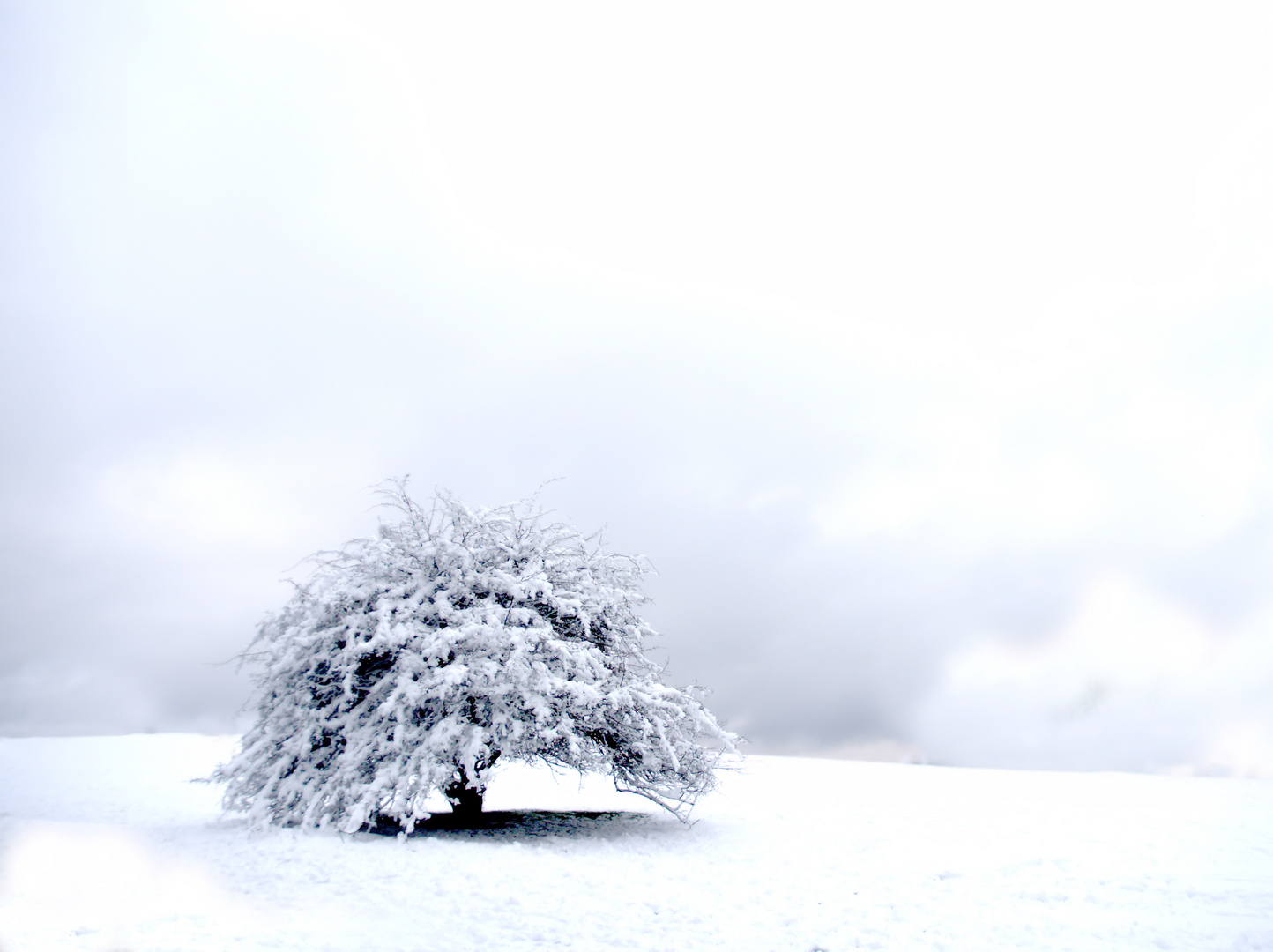 Scharpenacken im Schnee 2