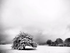 Scharpenacken im Schnee