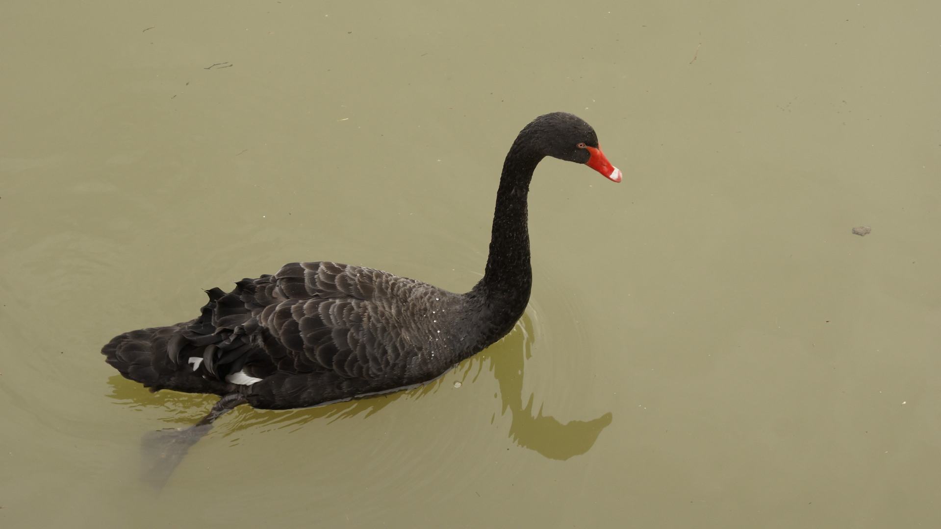 Scharzer Schwan