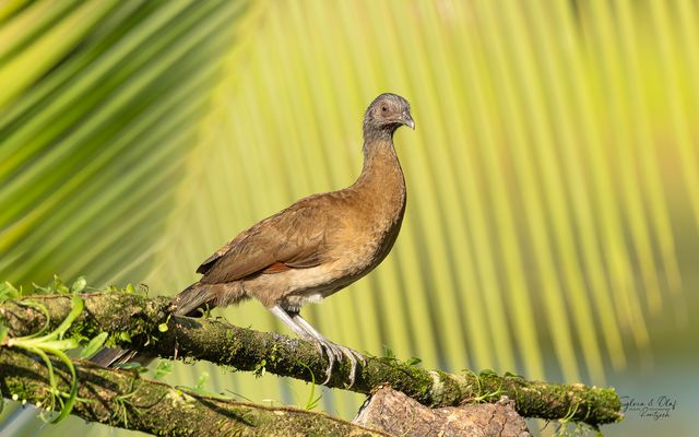 °°_schatschalaka_°°