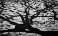 Schatten
