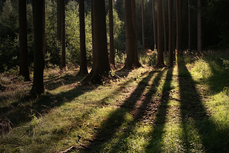 Schatten