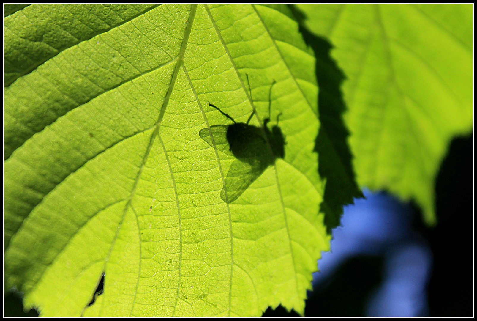 Schatten!