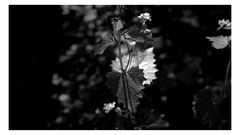 Schatten