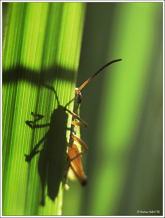 Schatten