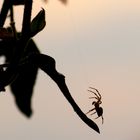 Schatten- ähhh Spinnenspiele