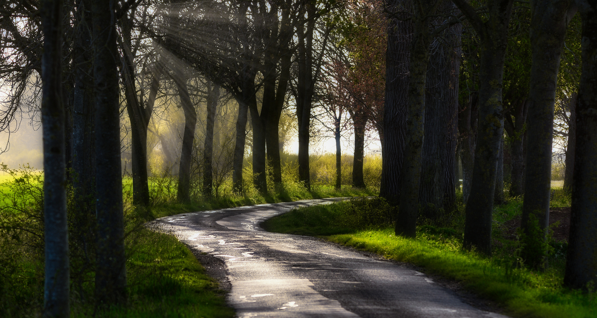 Schatten-Allee