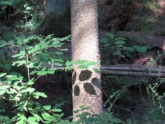 Schatten am Baum