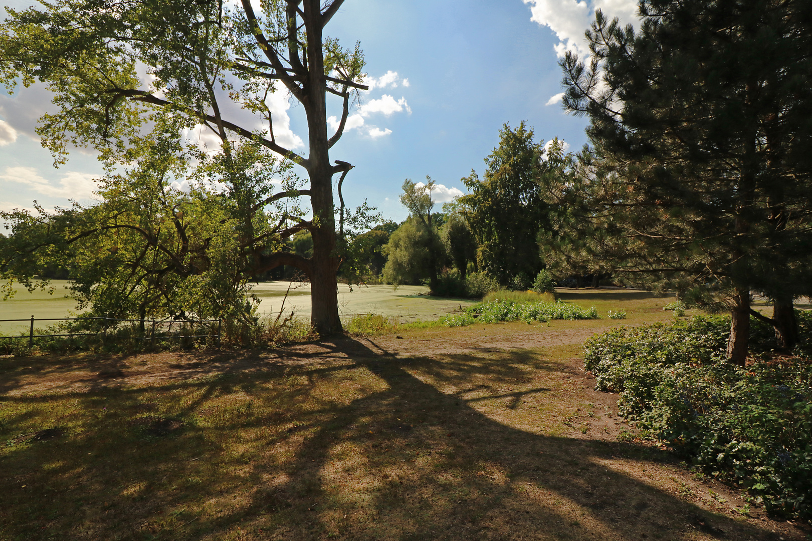 Schatten am Südteich