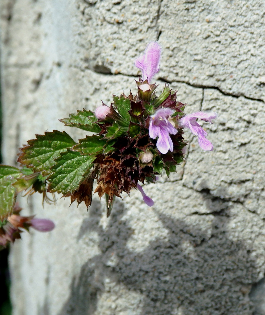 Schatten an der Wand