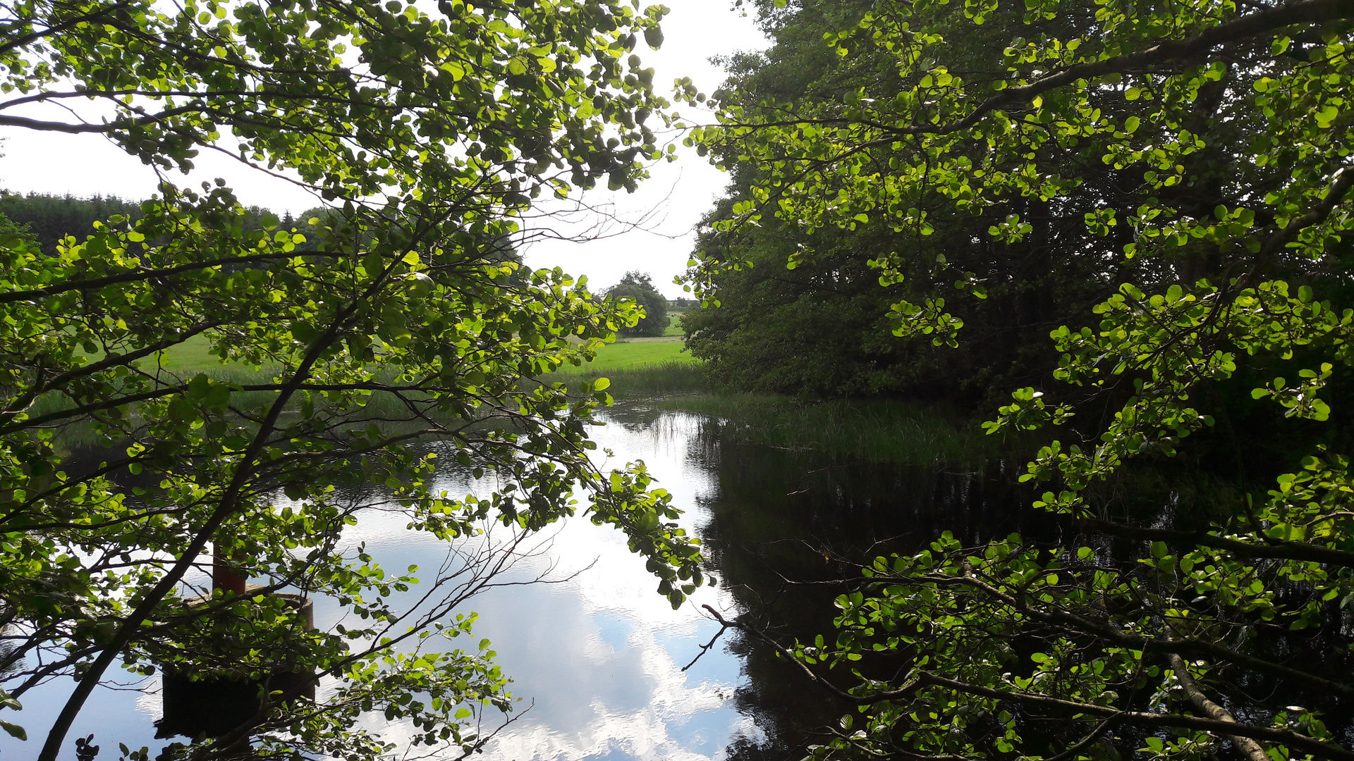 Schatten an meinem Lernschwimmteich