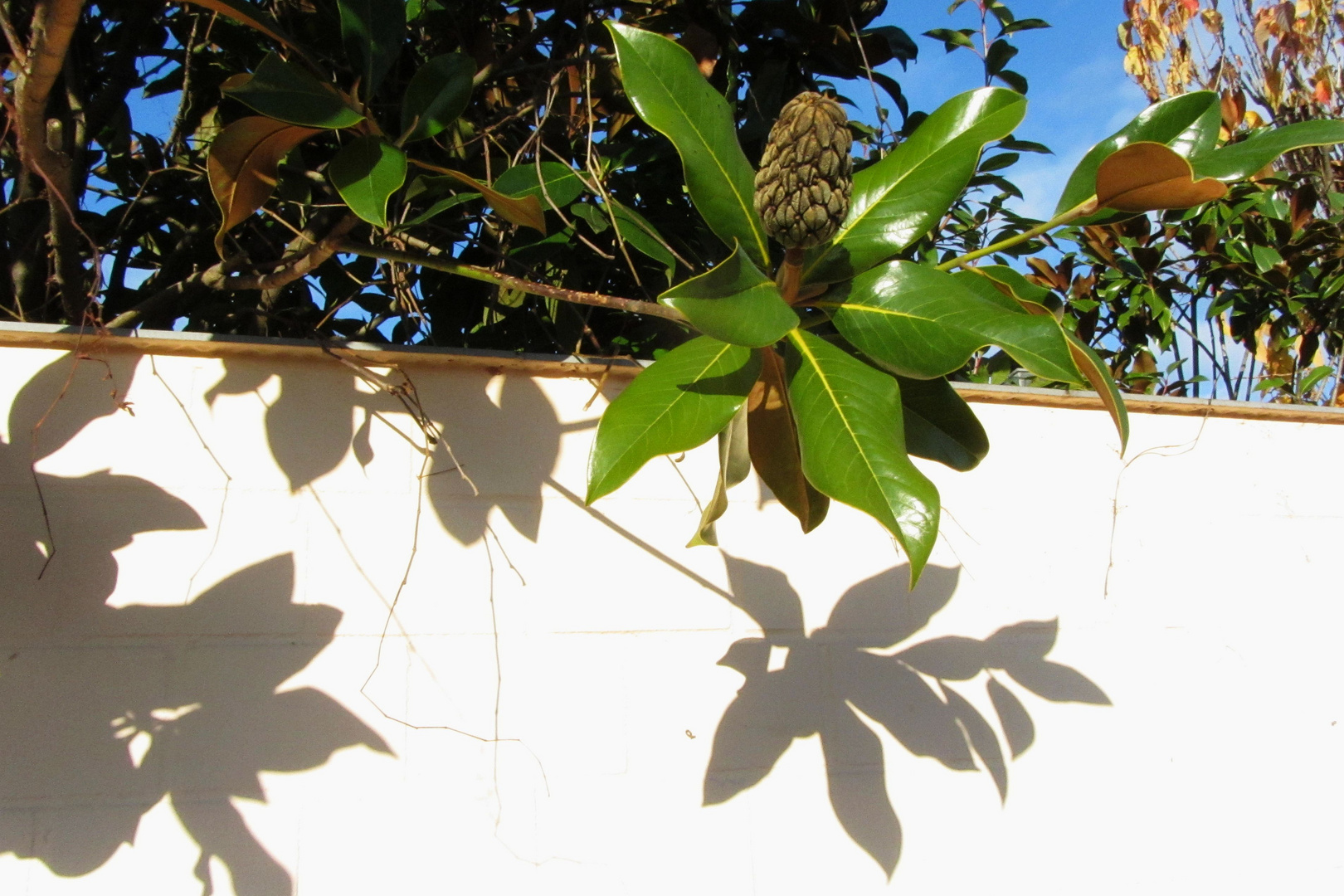 Schatten an weißer Mauer