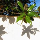 Schatten an weißer Mauer