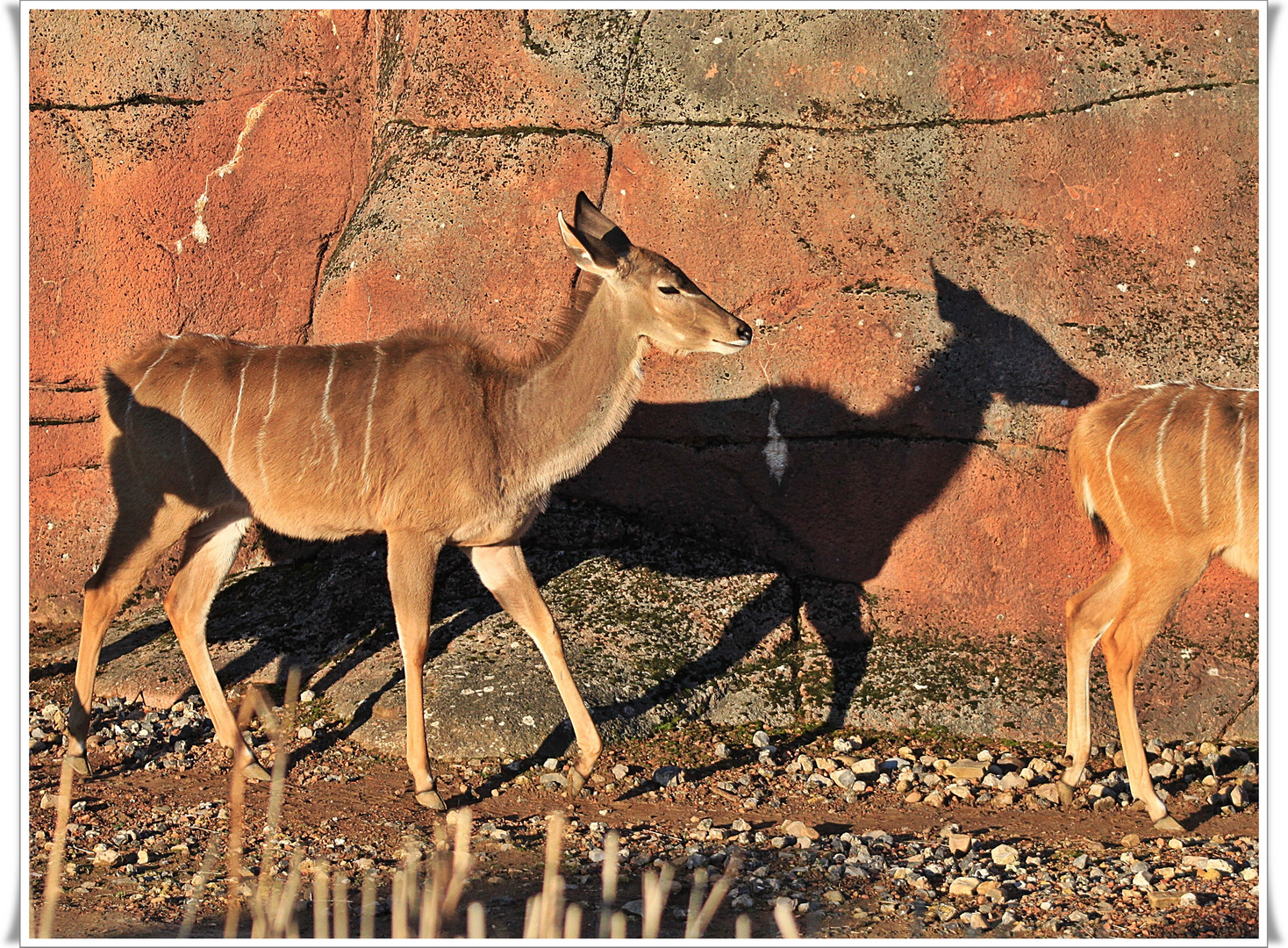 Schatten Antilope