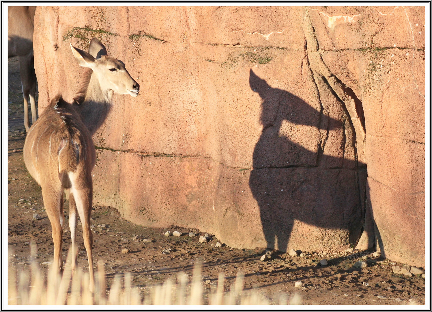 Schatten Antilope