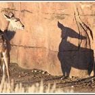 Schatten Antilope