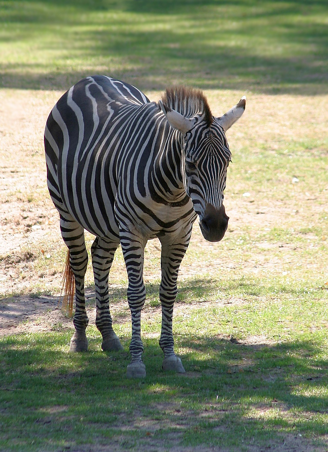 "Schatten - auch ein Zebra schätzt ihn"