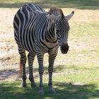 "Schatten - auch ein Zebra schätzt ihn"