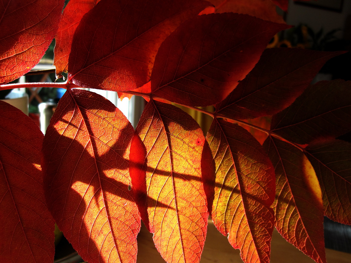 Schatten auf dem Herbstblatt