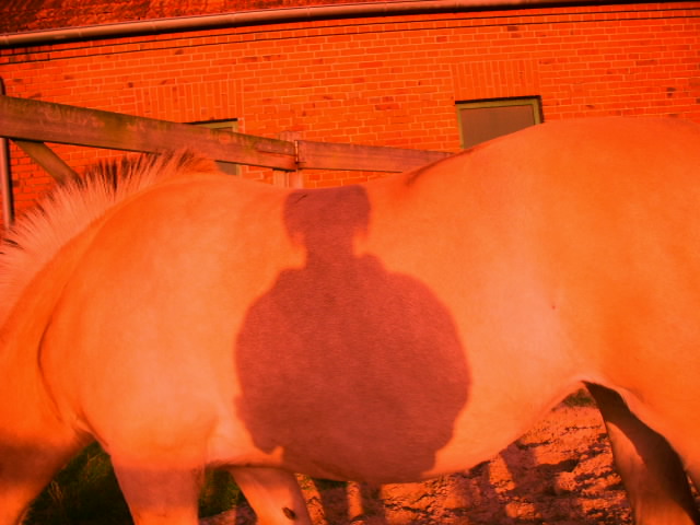 Schatten auf dem Pferd
