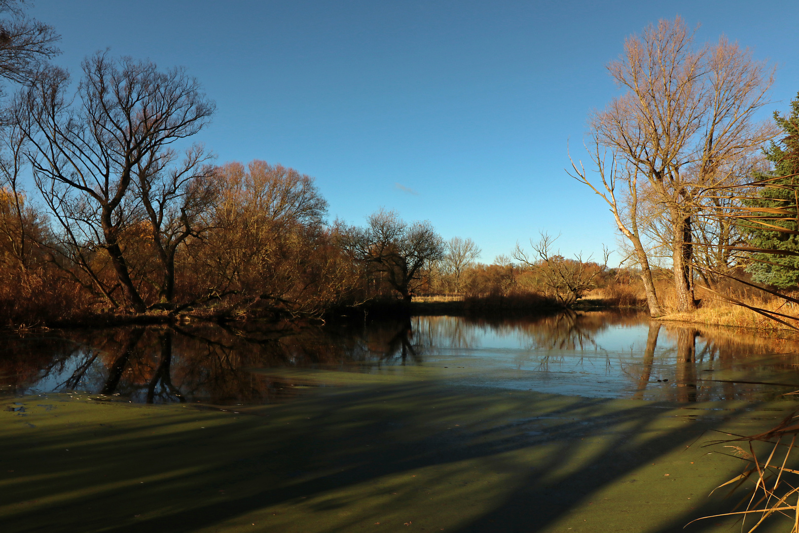 Schatten auf dem Teich