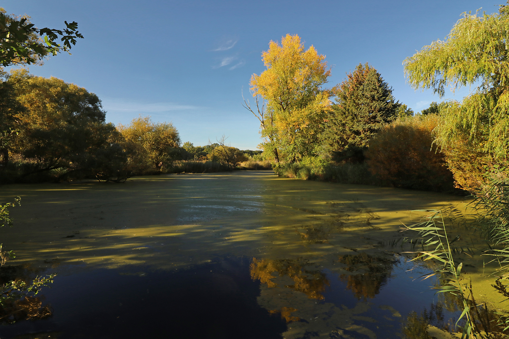 Schatten auf dem Teich